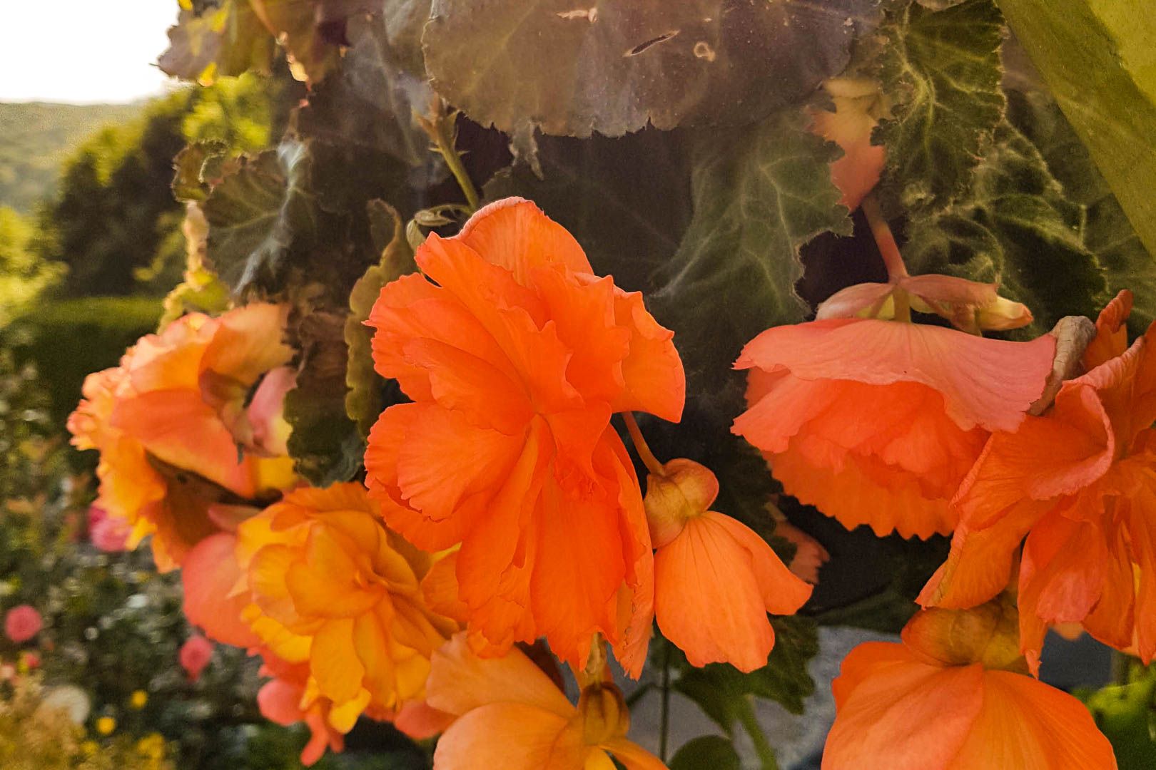Brimstock Cottage Dahlias in the hanging basket