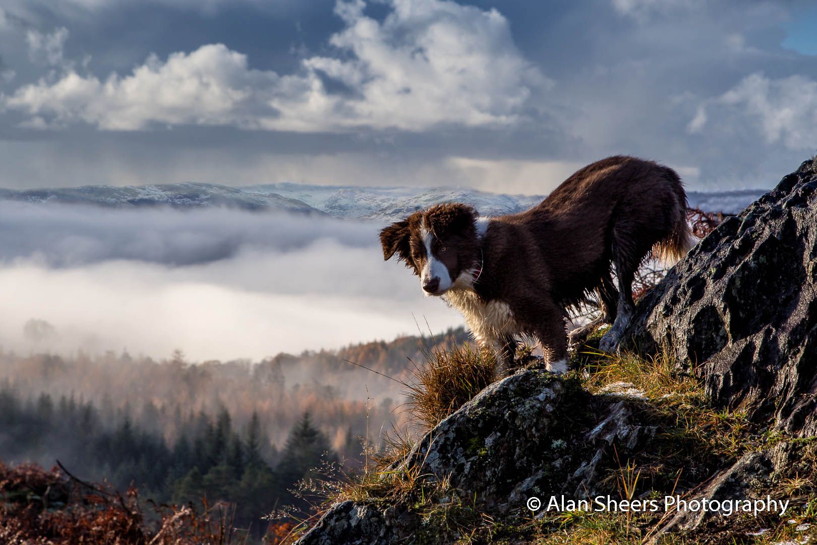 Mountain Goat - Claiffe Heights