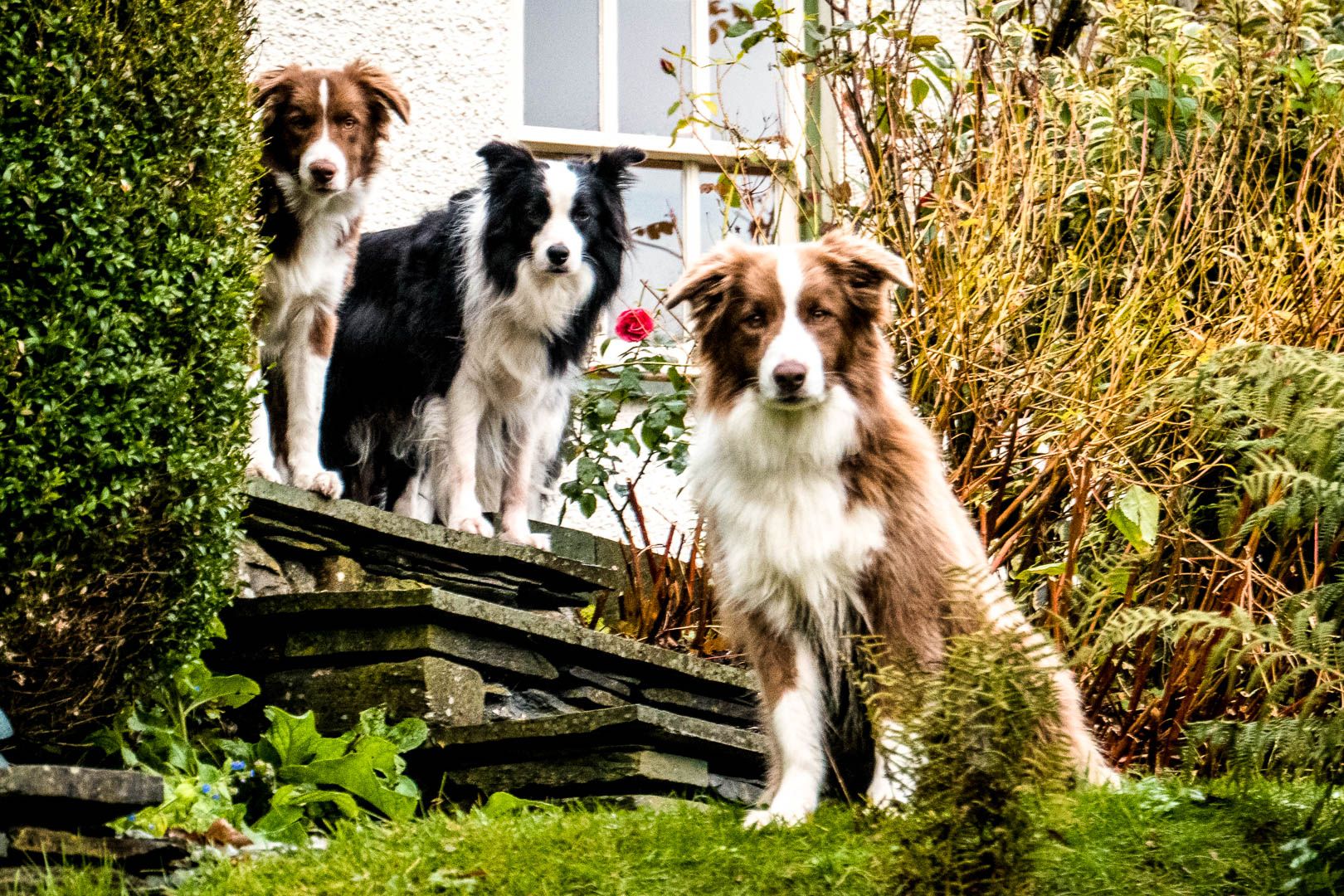Brimstock Cottage Dog Friendly Cottage